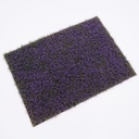Blütenbüschel Lavendel