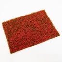 Blütenbüschel rot