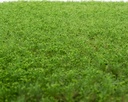 Unkrautbüschel Frühling