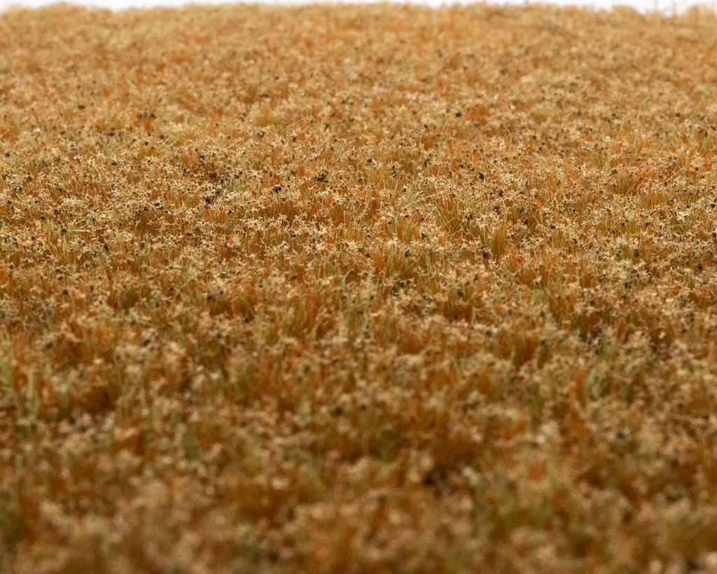 Unkrautbüschel Wintergras