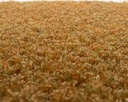 Unkrautbüschel Wintergras
