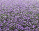 Blütenbüschel Lavendel