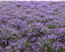 Blütenbüschel Lavendel