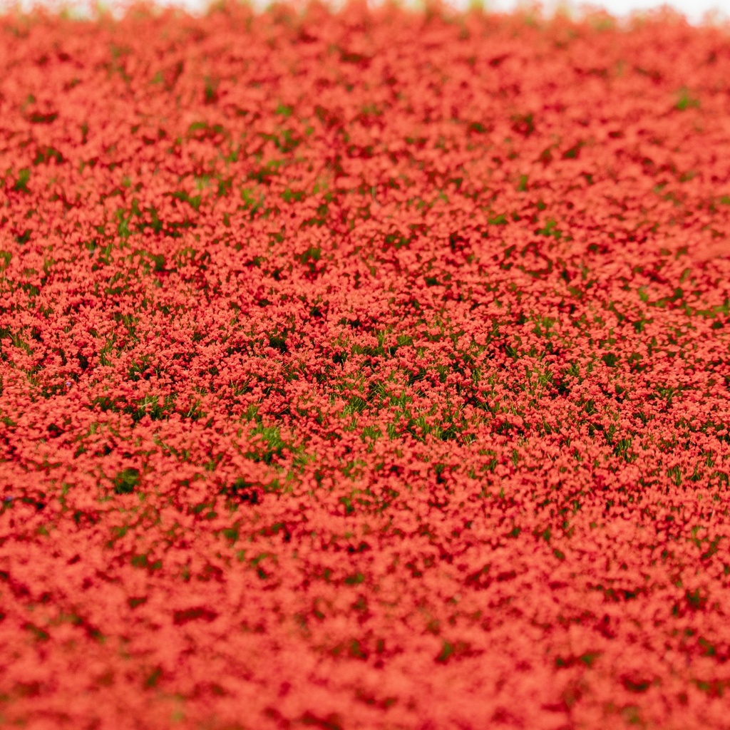 Blütenbüschel rot