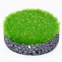 Gras-Flock – frühling