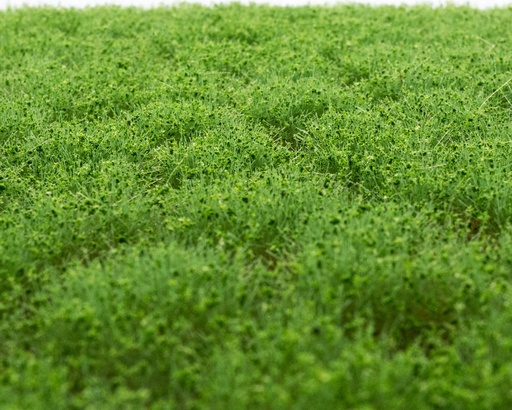 [83104] Unkrautbüschel Frühling