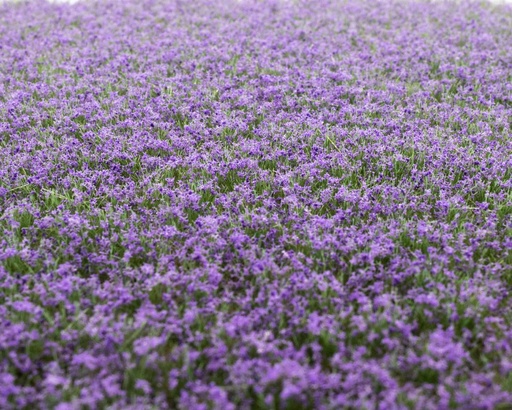 [84302] Blütenbüschel Lavendel
