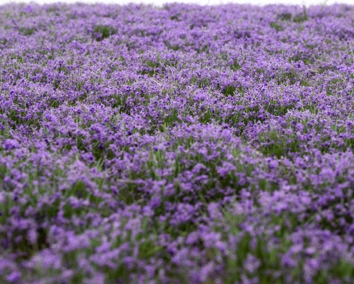 [84305] Blütenbüschel Lavendel