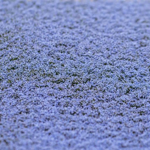 [84802] Blütenbüschel Hellblau