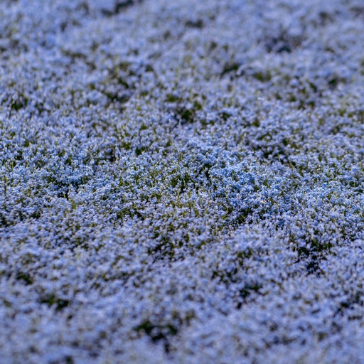 [84805] Blütenbüschel Hellblau