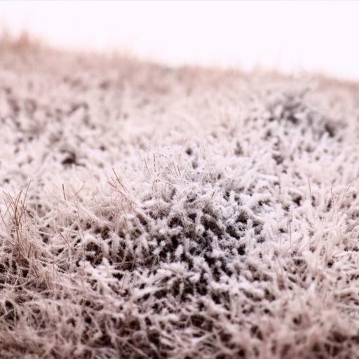 [95070] Sträucher Winter Schnee