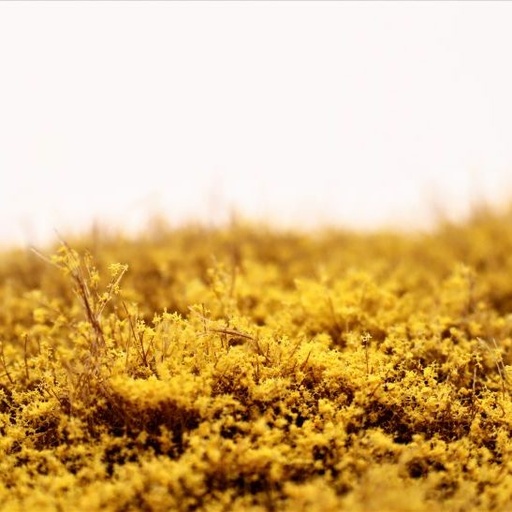 [95080] Sträucher Forsythie